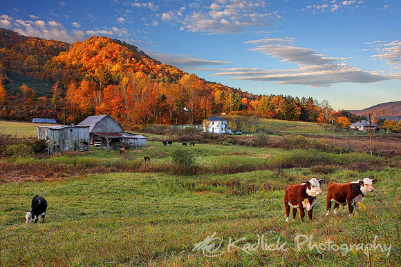 Cows Are Still Coming