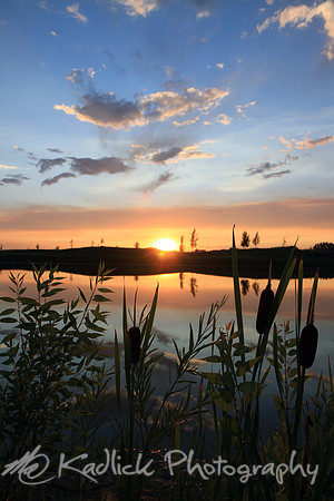 Cat Tail Sunset