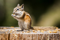 Wildlife