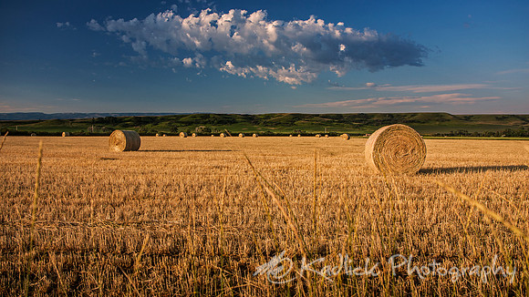 Shredded Wheat Monsters