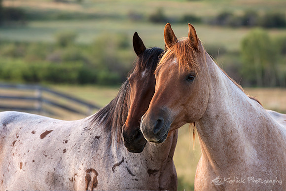 Horse Love