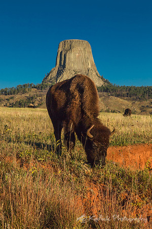 Devil's Horns