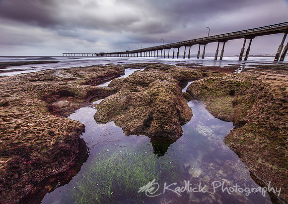 Sea Weed
