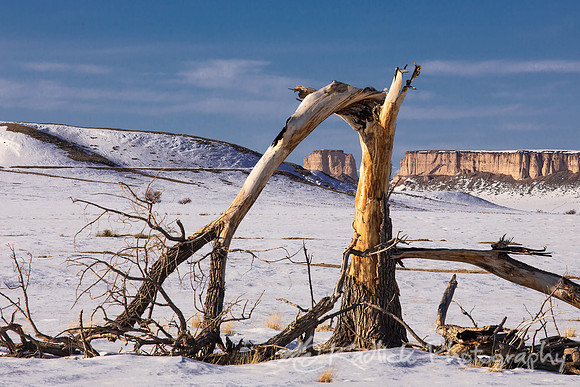 Dead Tree Bluff