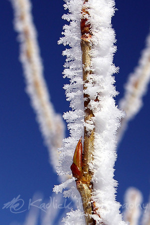 Frosted