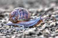 Macro