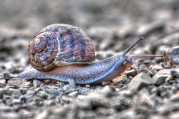 Snail