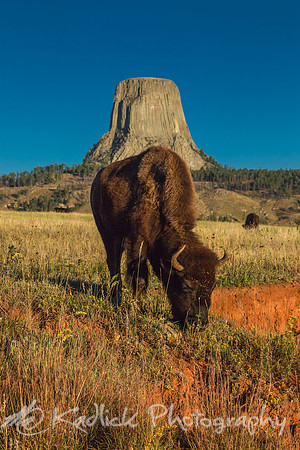 Devil's Horns